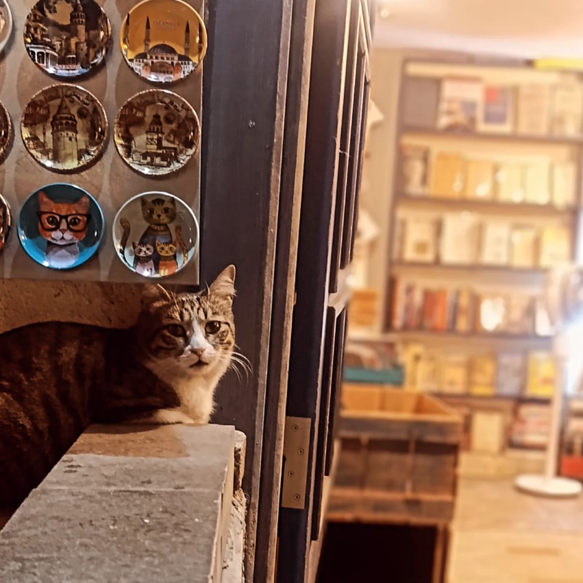 Nazlı, Koze Store'un kedisi